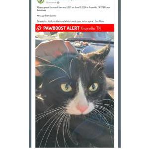 Lost Cat SAM