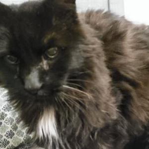 Lost Cat Bobo