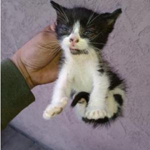 Lost Cat unkown