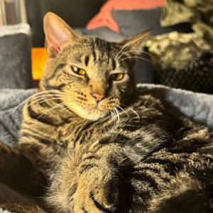 Lost Cat Bolt