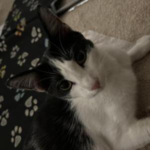 Image of Unknown, Found Cat