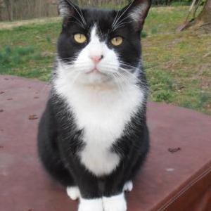 Lost Cat Tuxedo