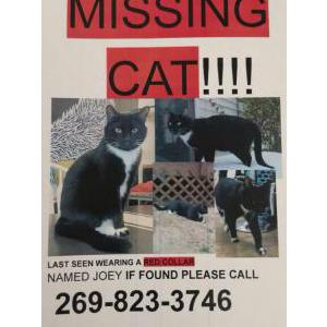 Lost Cat Joey