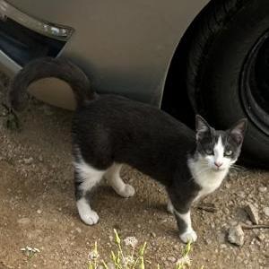 Lost Cat Baba Yaga