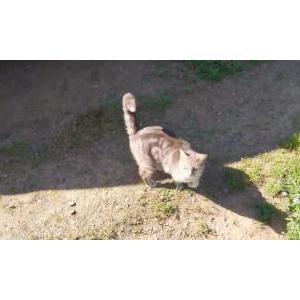 Lost Cat Sheba