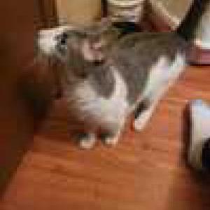 Found Cat Unknown