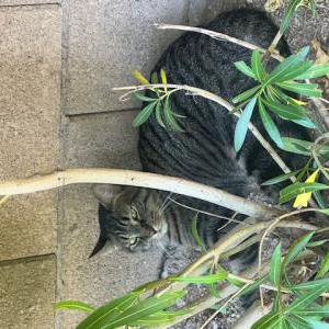 Found Cat unknown