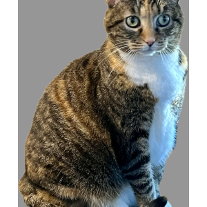 Lost Cat Lola