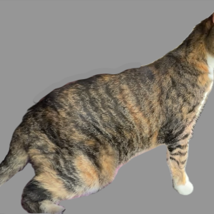 2nd Image of Lola, Lost Cat