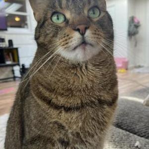 Lost Cat Miles