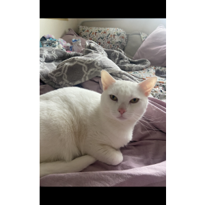 Lost Cat Harvey