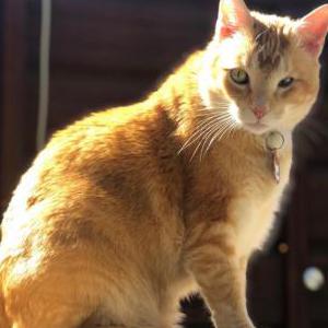 Lost Cat Hector