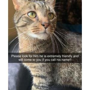 Lost Cat Smokey