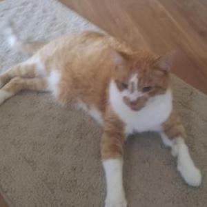 Lost Cat Paisley