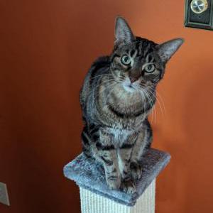 Lost Cat Boris