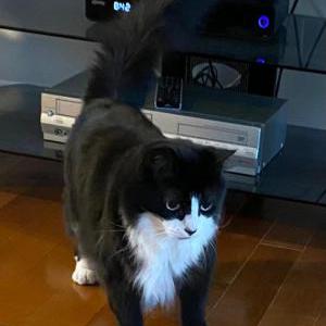 Lost Cat Vishu