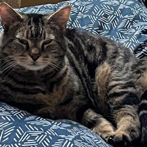 Lost Cat Bella