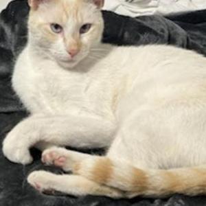Lost Cat Papa