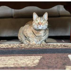 Lost Cat Mia