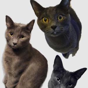 Lost Cat Boom boom