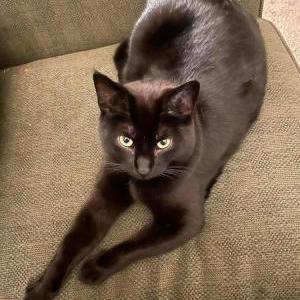 Lost Cat Sally