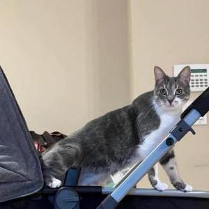 Lost Cat Mura