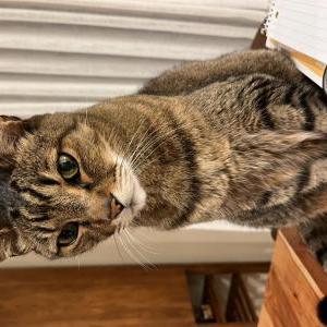 Lost Cat Dodo