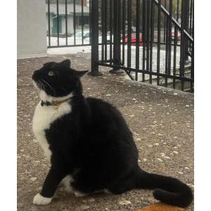 Lost Cat T