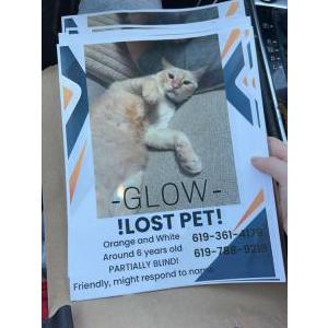Lost Cat Glow