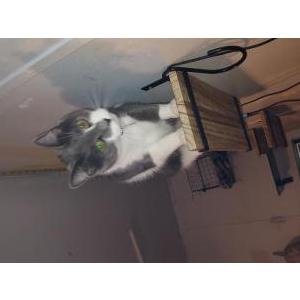 Lost Cat Munchkin