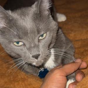 Lost Cat MOW MOW OR Maui