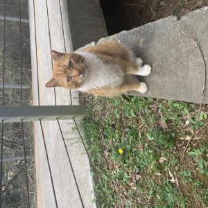 Lost Cat Coco