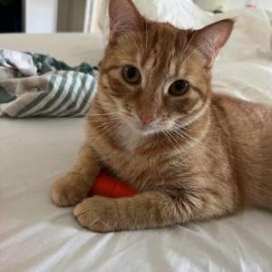 Lost Cat Bean