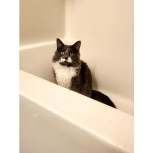 Lost Cat Alfie