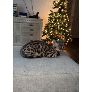 Lost Cat Niko