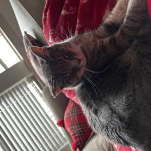 Lost Cat Dani