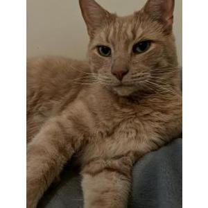 Lost Cat Levi