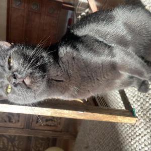 Lost Cat zee