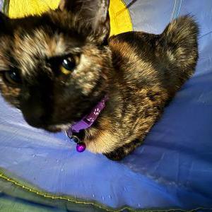 Lost Cat Nova