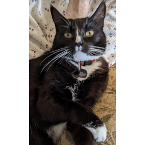 Lost Cat Joy Joy