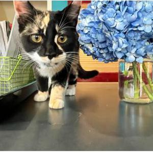 Lost Cat Skittles