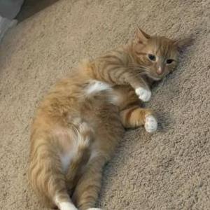 Lost Cat Yossarian