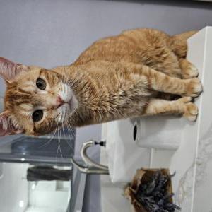 Lost Cat Thomas