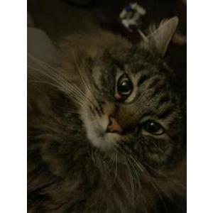 Lost Cat Sylvester