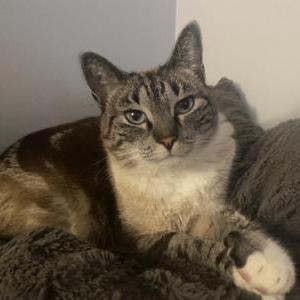 Lost Cat Charlotte