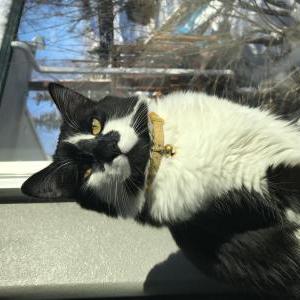 Image of noodle, Lost Cat