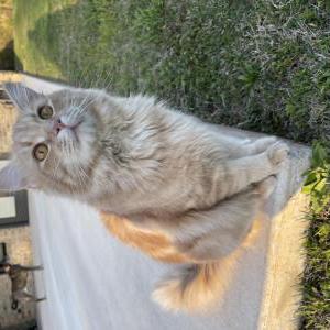Lost Cat George