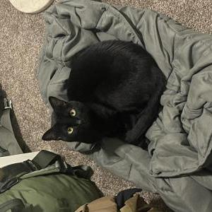 Lost Cat Camus