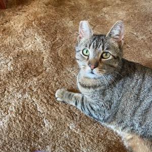 Lost Cat Yeti