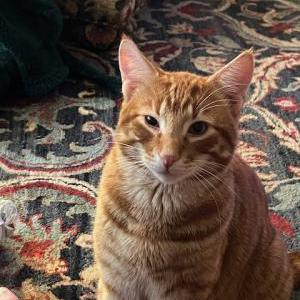 Lost Cat Cheetoh